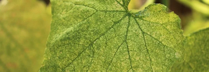 Nahaufnahme eines grünen Blattes